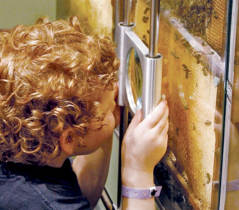 Ruche d'observation (&copy;Miellerie Lunede Miel)