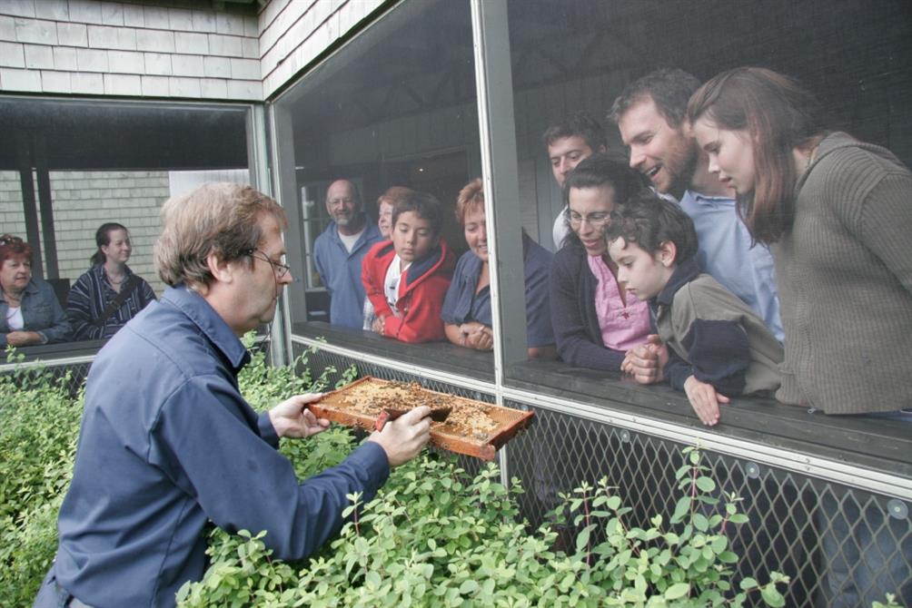 Ouverture de la ruche (&copy;Miellerie lune de Miel)