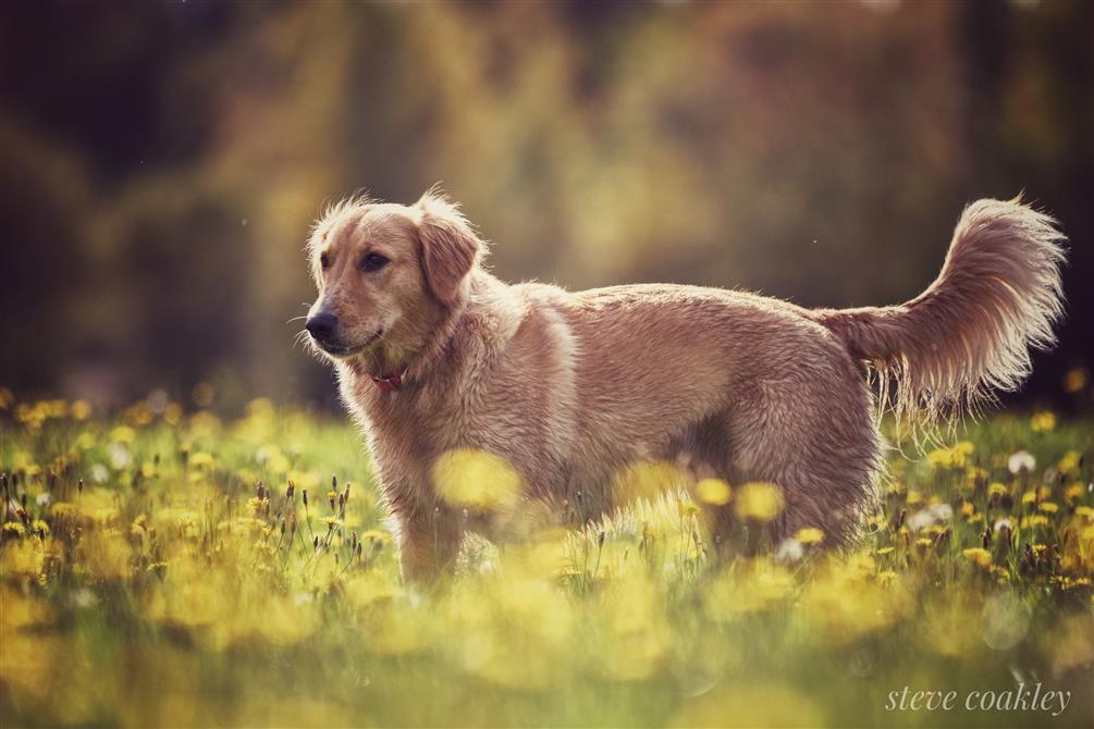 Bienvenue aux animaux de compagnie (&copy;Camping de la Rivière Nicolet)