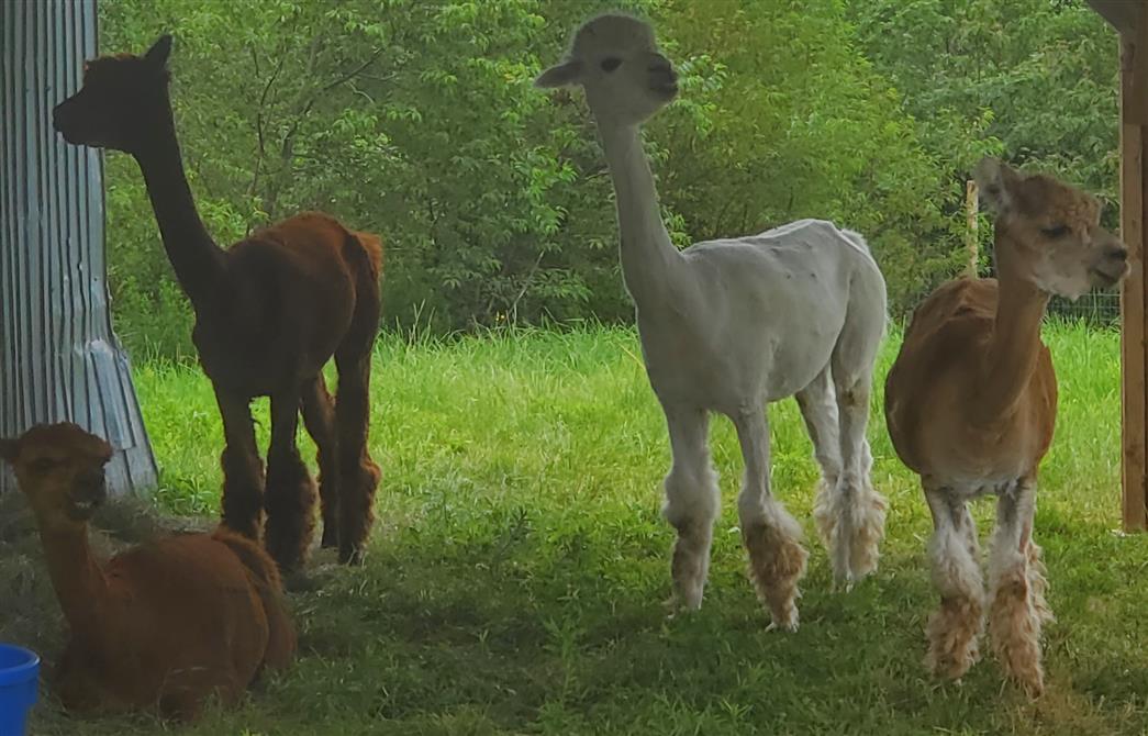 Alpagas (&copy;Jardins Zones Orange)