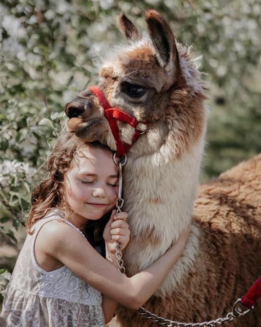Verger Champêtre (&copy;Verger Champêtre - Gîte & Compagnie)