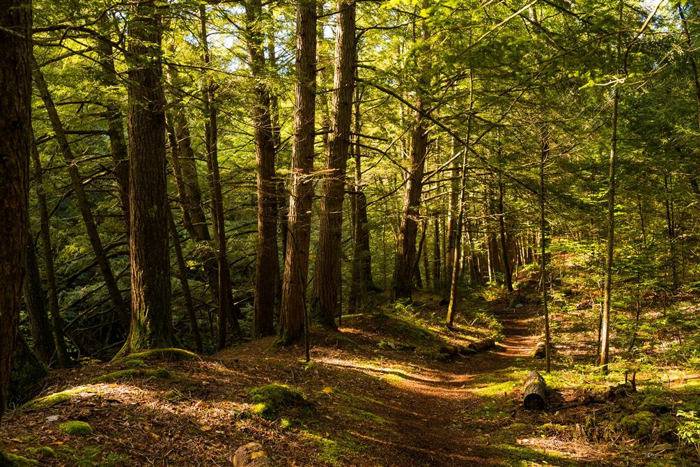Sentier aménagé (&copy;Charles Dion Photographe)