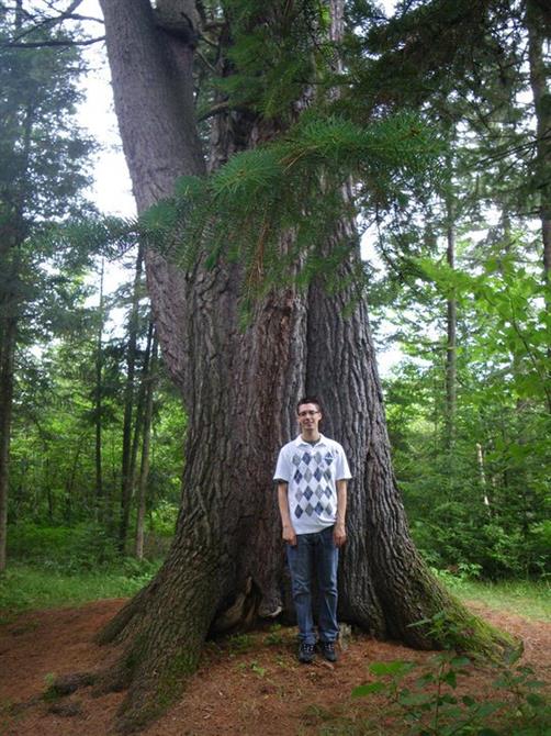 Plus gros pin blanc du Québec + 200 ans - 125 pieds - 20 pieds de circonférence (&copy;om shamwe)