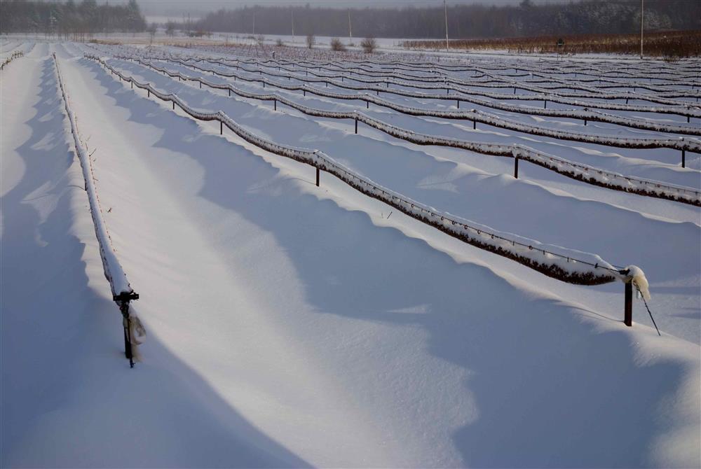 Élaboration du Vin de Glace à l'Orpailleur (&copy;Preparation of Ice Wine at the Orpailleur)